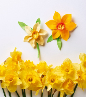 Marie Curie daffodils